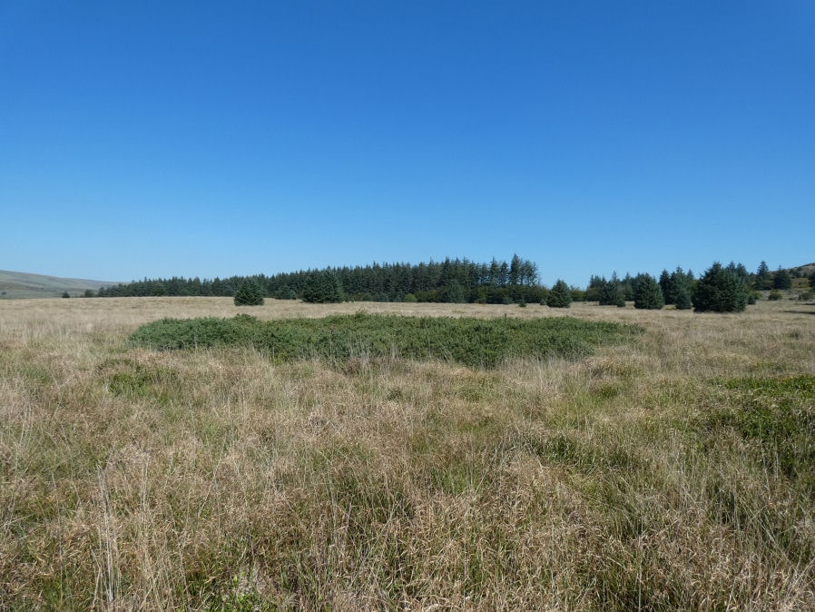 Bellever Tor 5 Cairn Circle
