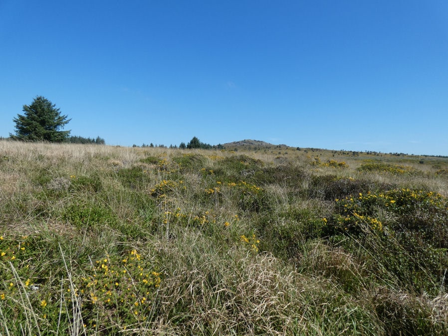 Bellever Tor 7 Reported Cairn