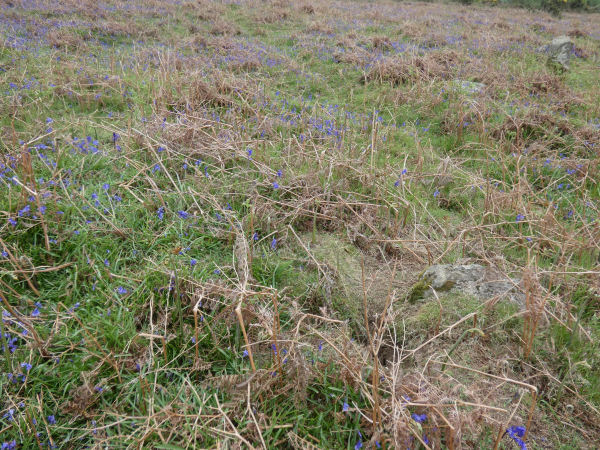 Hayne Down stone row Cairn