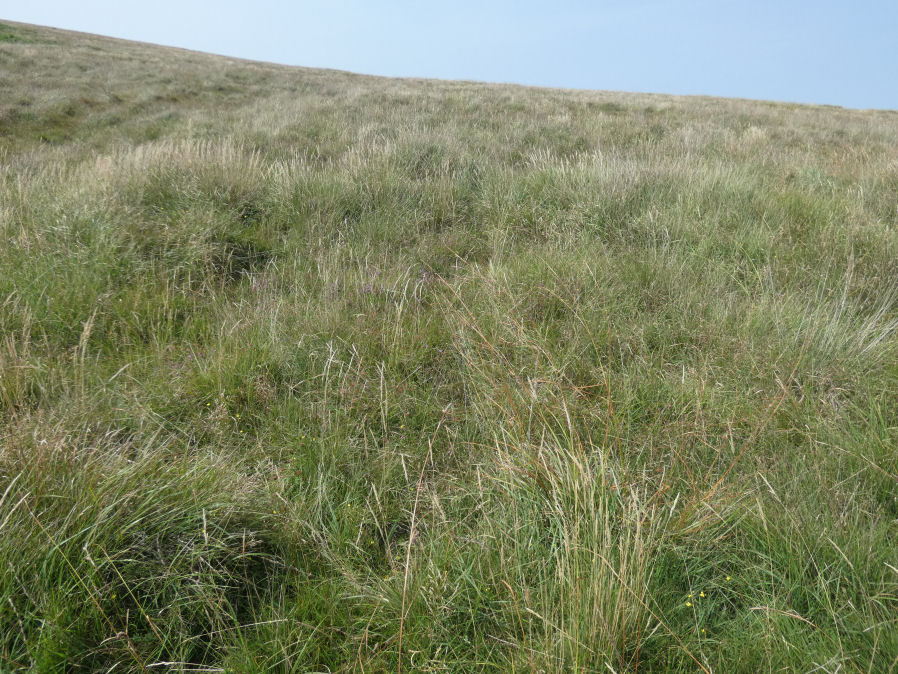 Leeden Tor S.E. Reported Cairn
