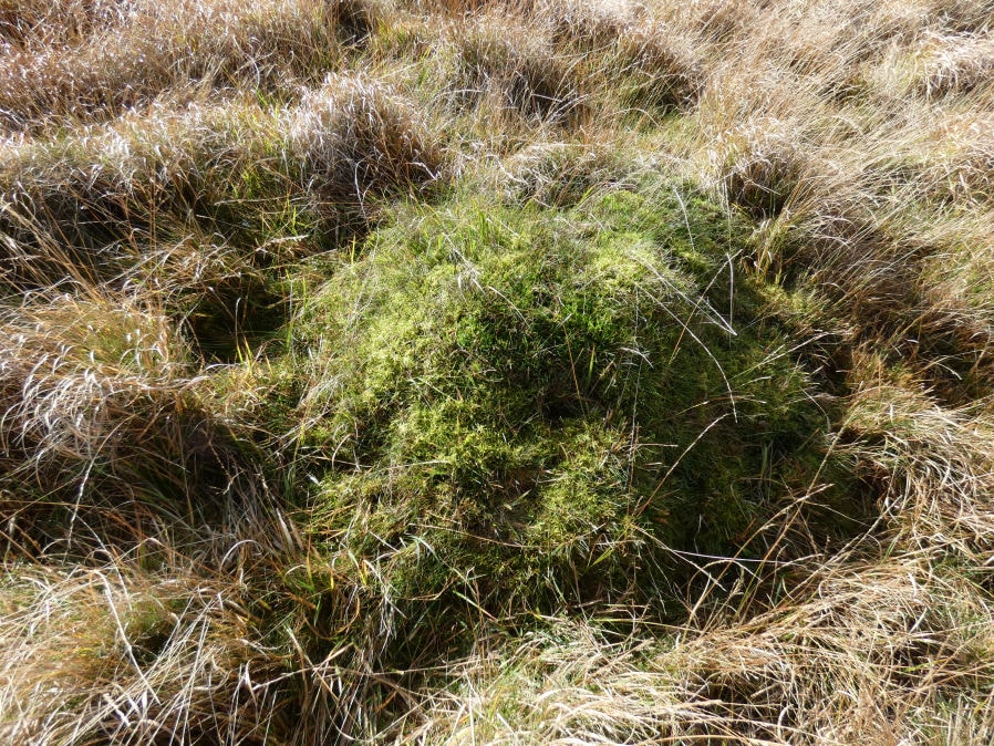 Narrator Brookhead 5 Reported Cairn