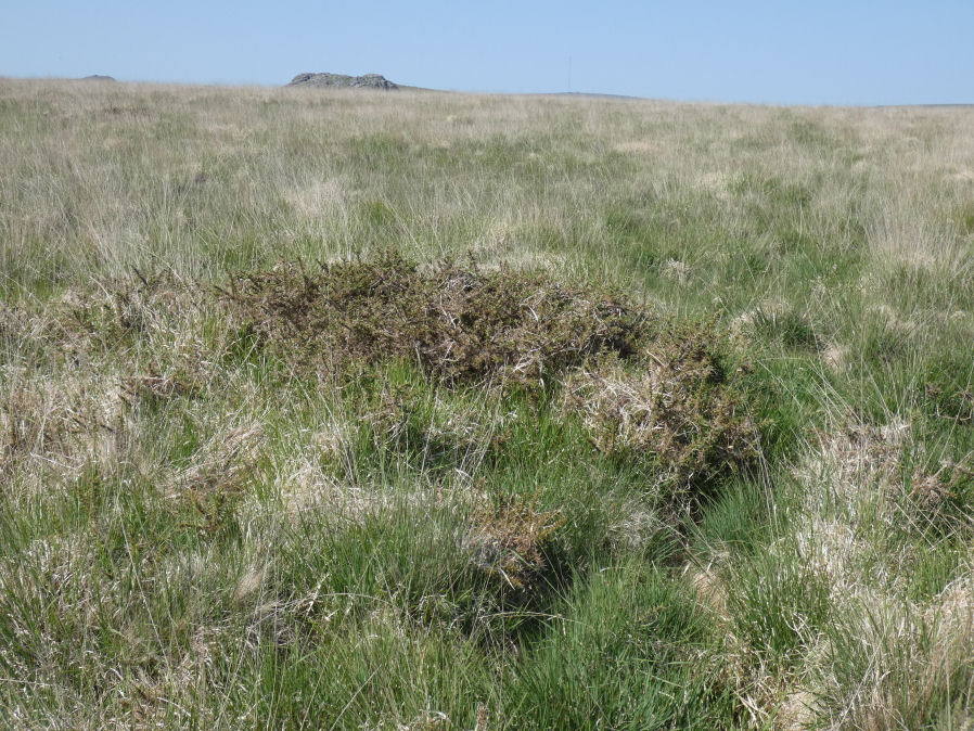 Ringmoor Down 9 (3 cairns) Reported Cairn