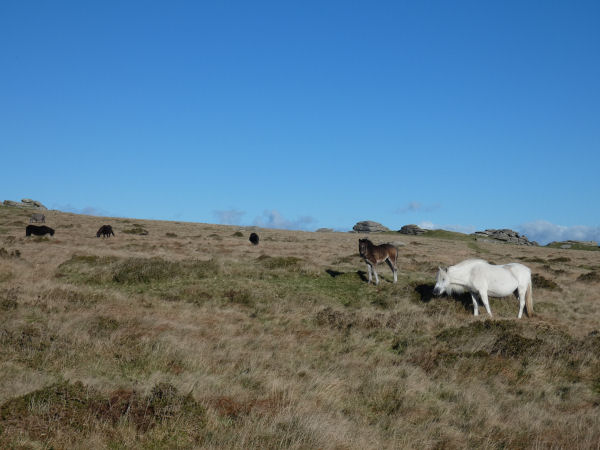 Ugborough Beacon 2 Cairn