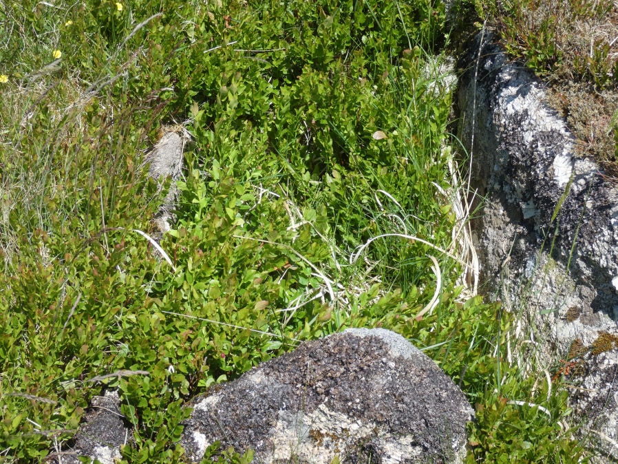 Longaford Tor Reported Cist