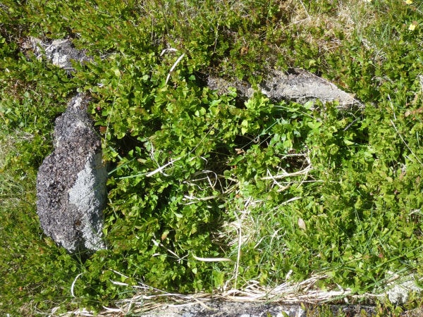 Longaford Tor Reported Cist