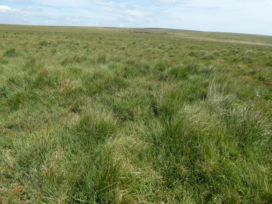 Langstone Moor (PET 40c) Clearance Cairn
