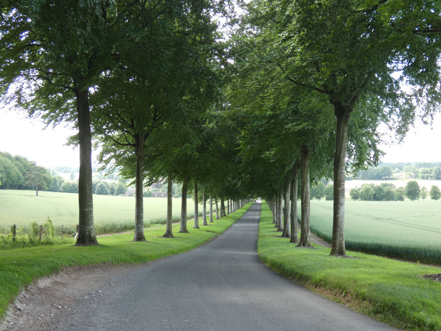 Moor Critchel avenue of trees