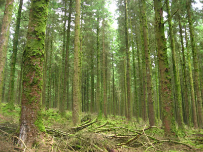Fernworthy Forest