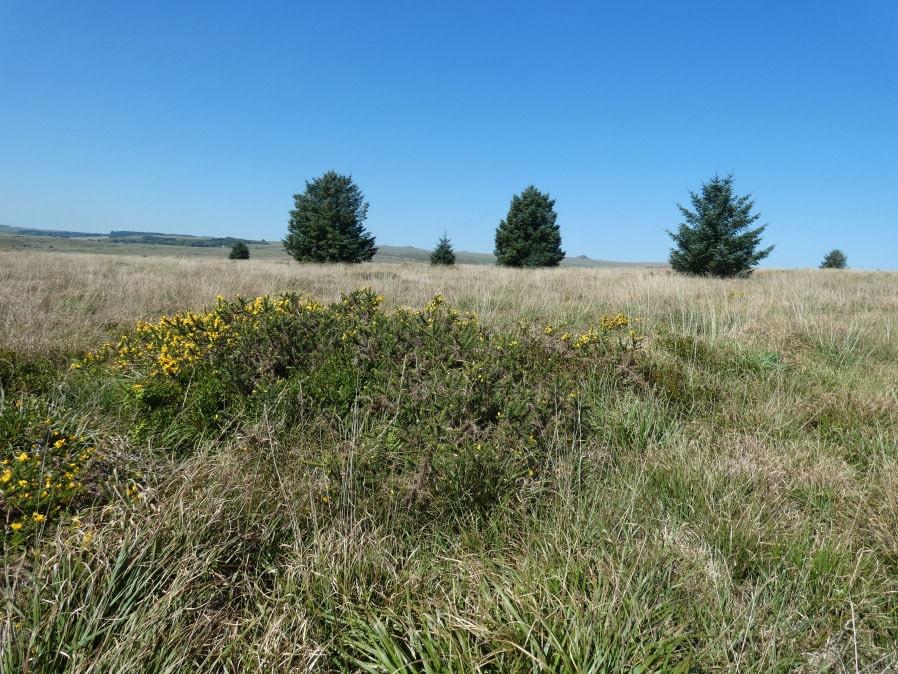 Black Newtake (E) No. 5 Ring Setting Cairn and Cist