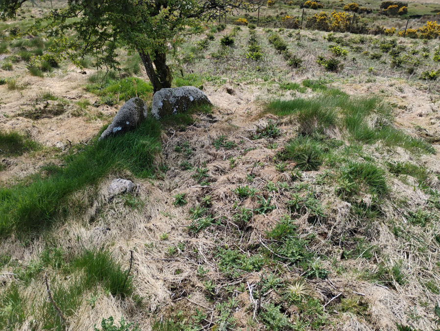 Cator Common Platform Cairn Circle and Cist